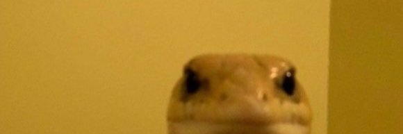 sleepingcatsu's profile banner image