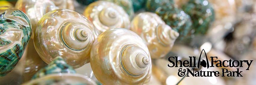 ShellFactory1's profile banner image