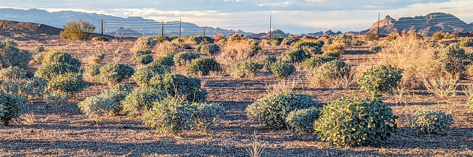 ThatDesertBird's profile banner image