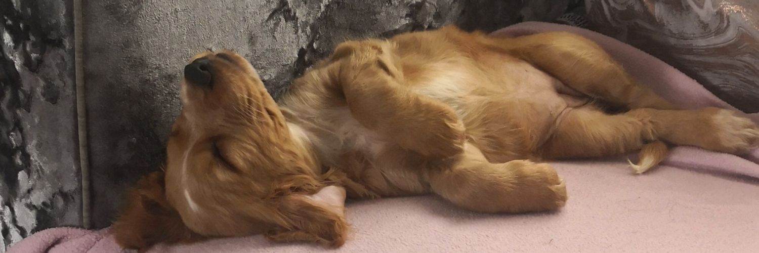 Señor Fandango 🏴󠁧󠁢󠁳󠁣󠁴󠁿 banner