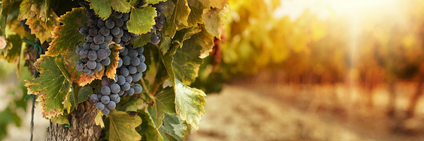 Food Wine life love banner