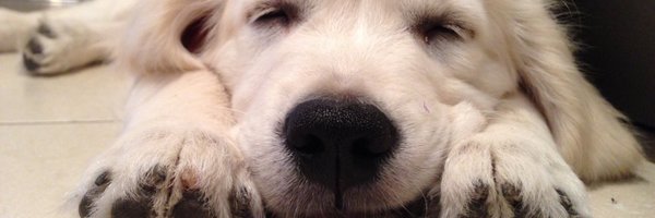 kentbuse Profile Banner