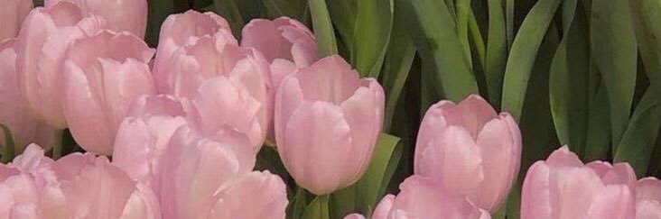 reham__4's profile banner image