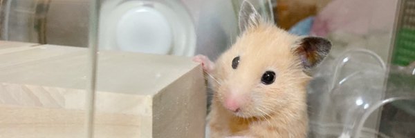 uddoonn Profile Banner