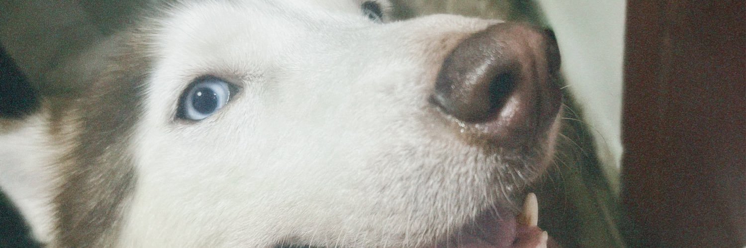 dee •ᴗ• banner