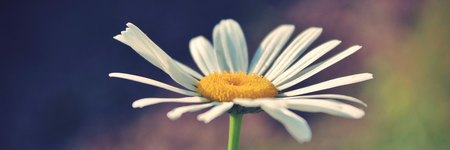 serezanna's profile banner image
