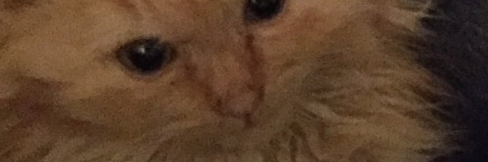 Derek Freeman banner