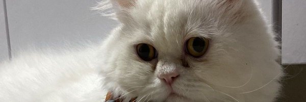 JDavidSala Profile Banner