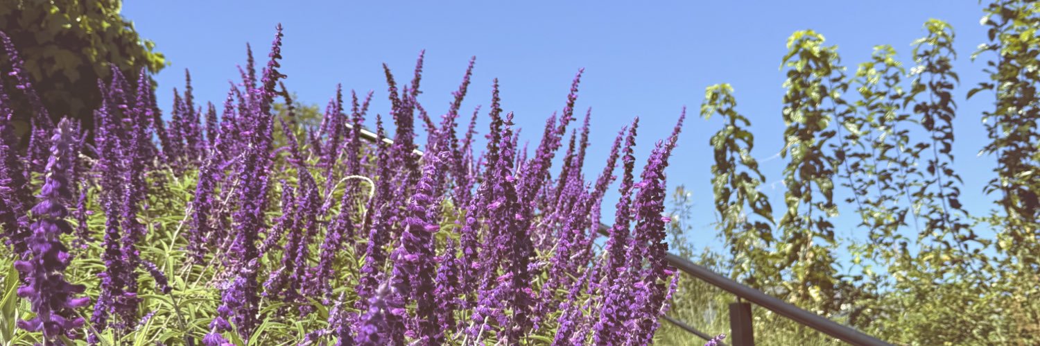 vickyciccarelli's profile banner image