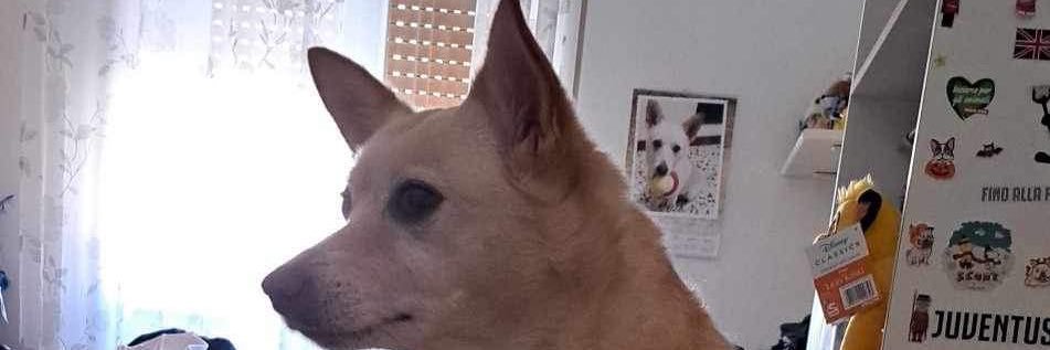 Checcoscoglio banner