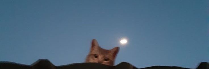 mestansym's profile banner image
