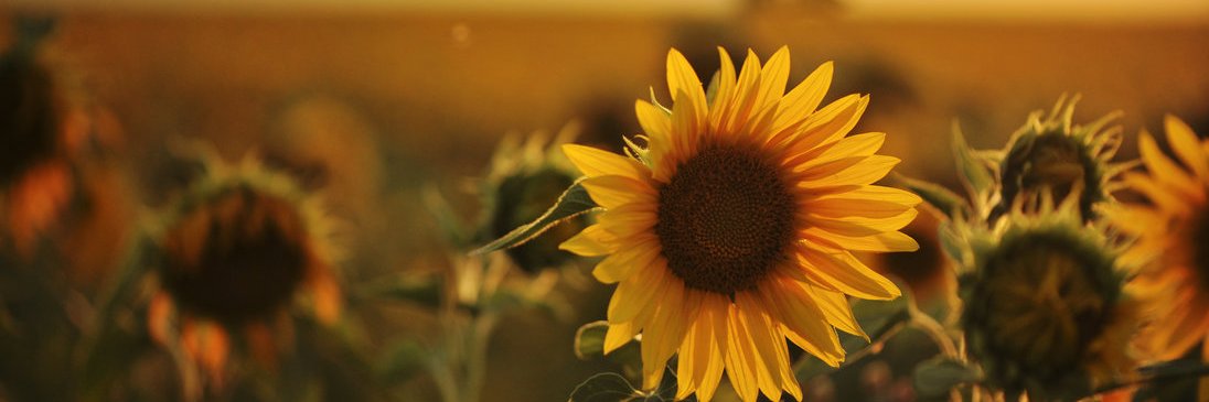 elaribas's profile banner image