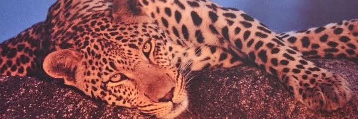 CRavaiole's profile banner image