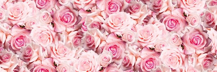 🐝 banner