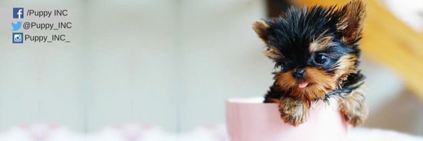 Puppy_INC's profile banner image
