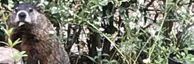 The Milkweed Patch banner