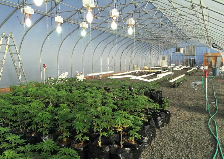 ColoradoSeed's profile banner image