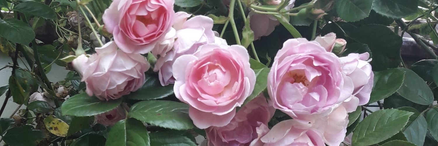 BarbaraMesterEC's profile banner image