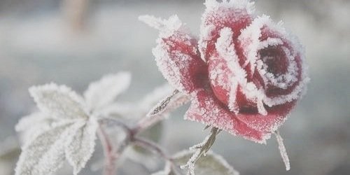 fl0wernarry's profile banner image