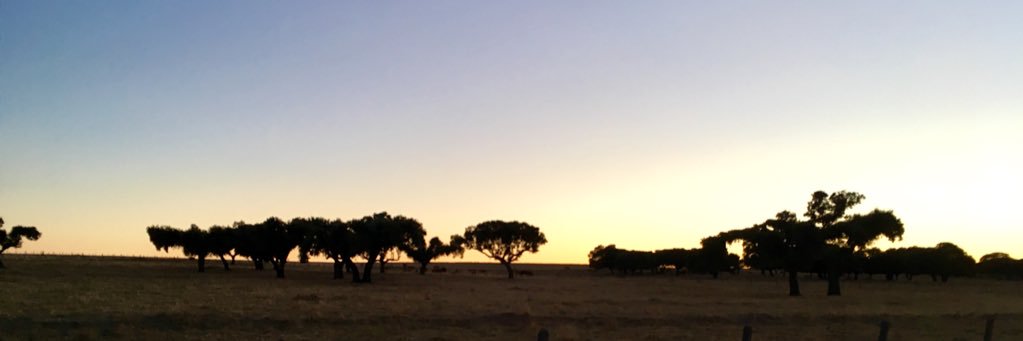 dmgpol's profile banner image