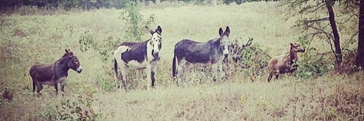 Kaleb Muetzenberg banner