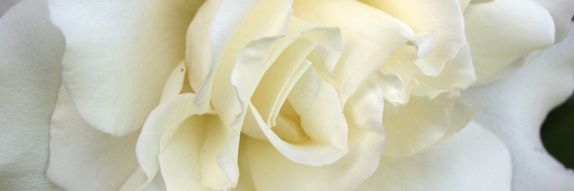 VforLifeSimcoe's profile banner image