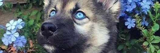 Ternar's profile banner image