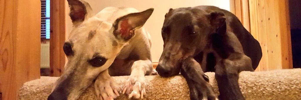 ❤ Florence Whippet ❤ banner