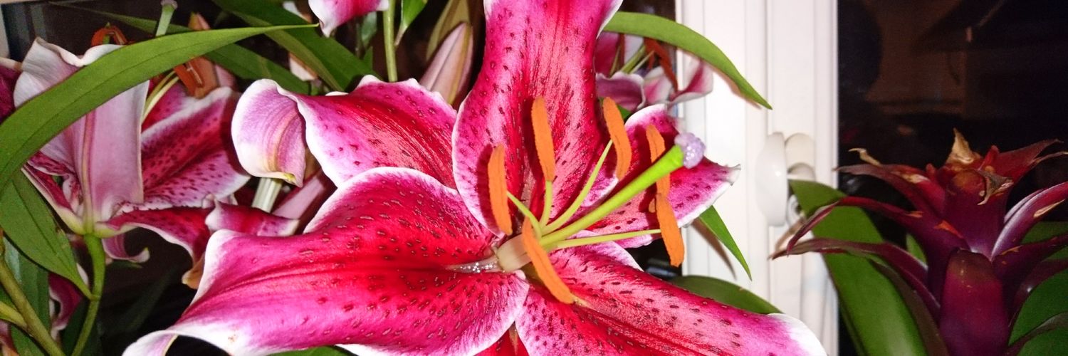 MichelleRenaud3's profile banner image