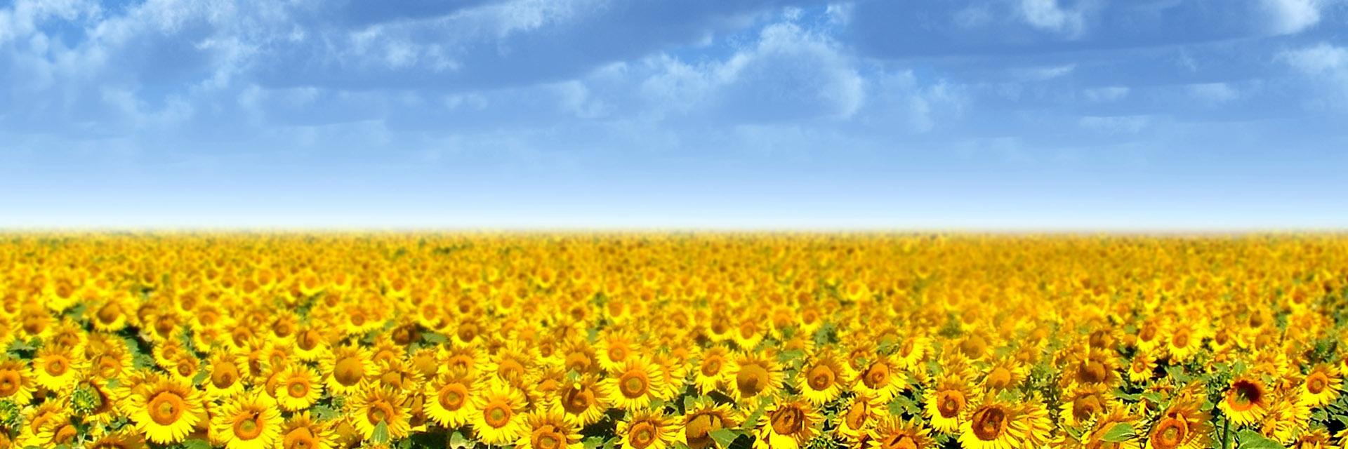 KSFFAFoundation's profile banner image