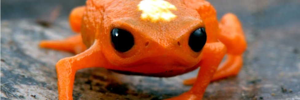 cortneyPop's profile banner image