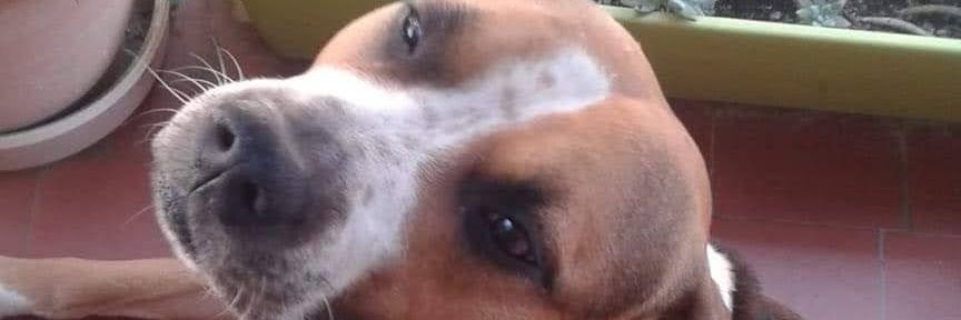 Sinsajo 🏴‍☠️ banner