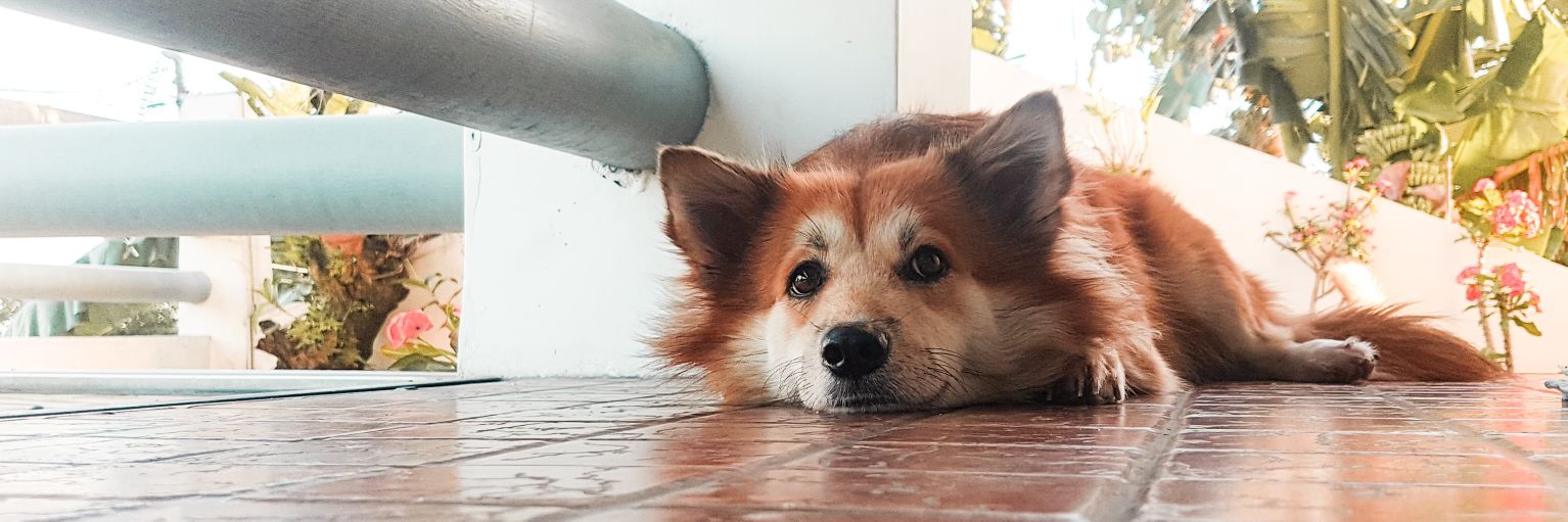 danidaniasty's profile banner image