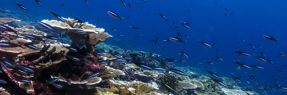 Dr. Julia K. Baum banner