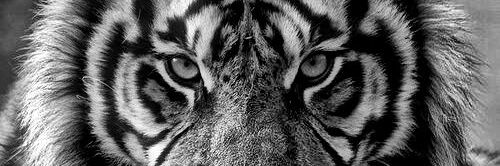 JayHann11's profile banner image