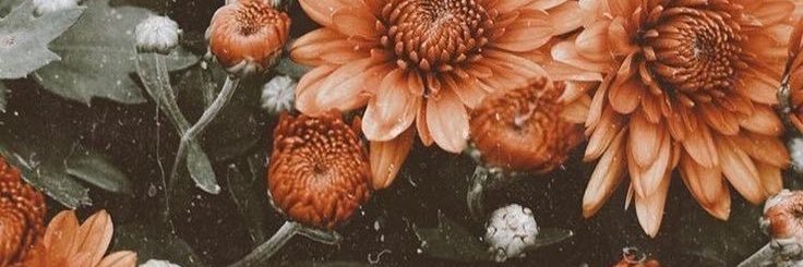 aucorbit_'s profile banner image