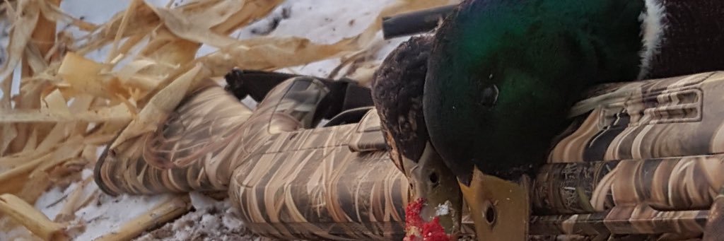 Hunter Bode banner