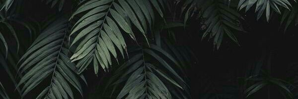 JavelaJames's profile banner image