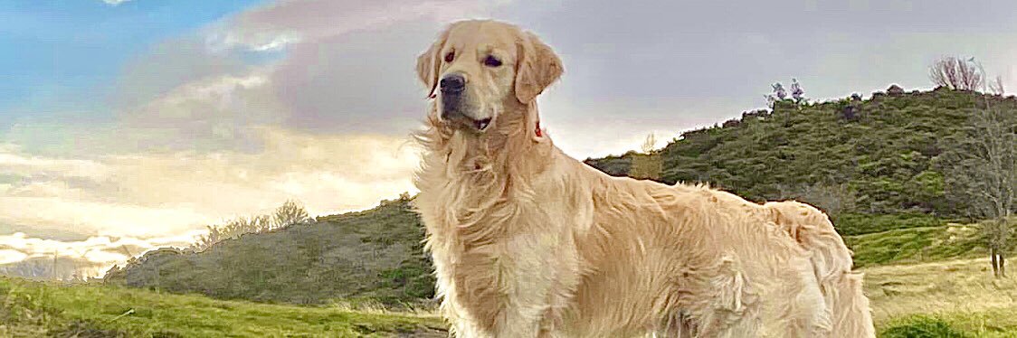 🏴󠁧󠁢󠁳󠁣󠁴󠁿 Mike Robson 🏴󠁧󠁢󠁳󠁣󠁴󠁿 banner