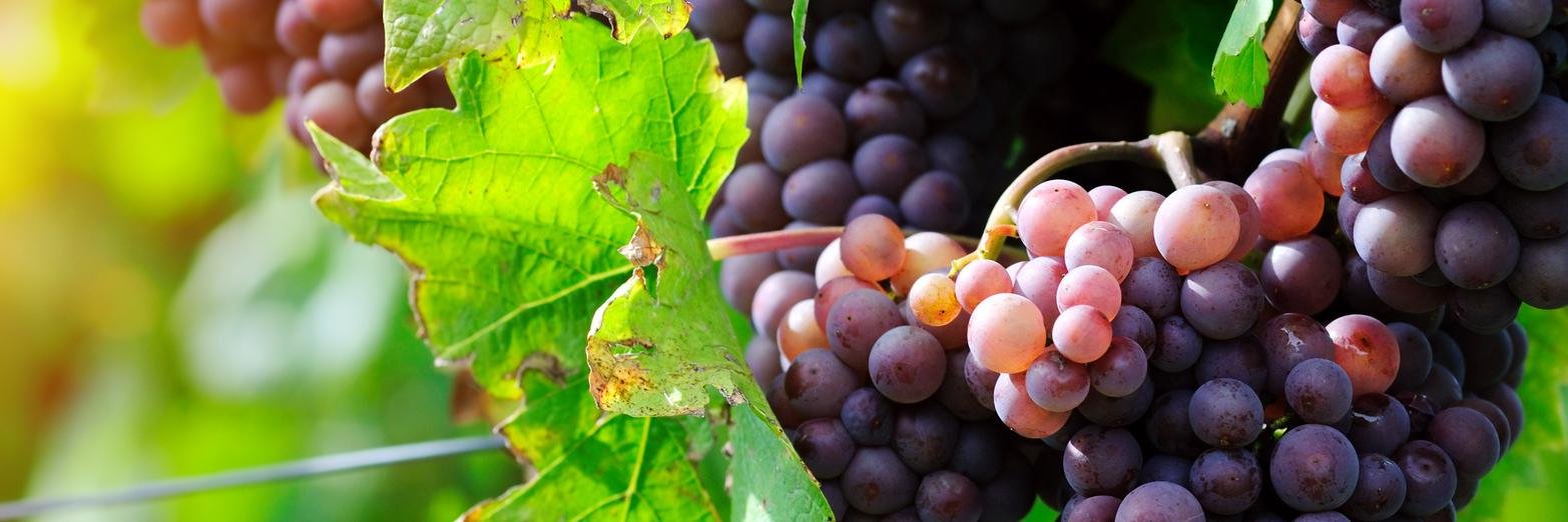 ViasWine's profile banner image