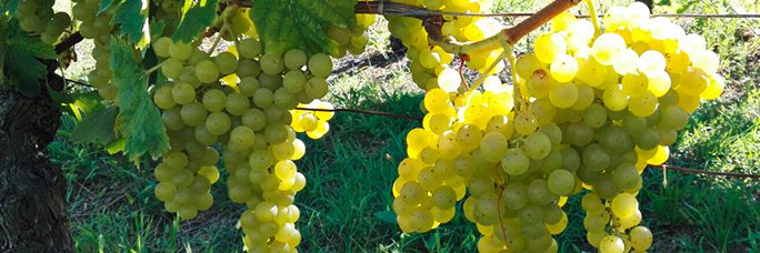 tostiwine's profile banner image