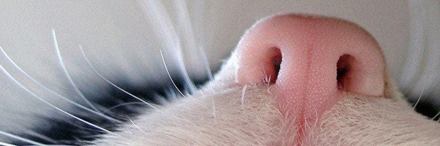 kadyelephant's profile banner image