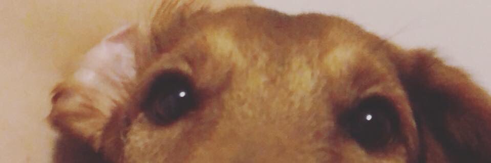 JakeVitale's profile banner image