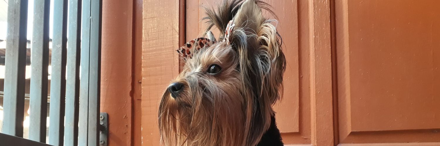 🌵Vê Alves 🧙🏻🐉🍴 banner