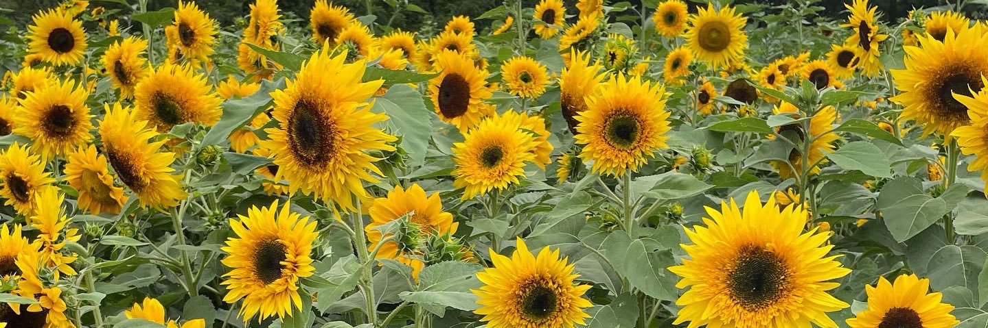 Carla Girolametto banner