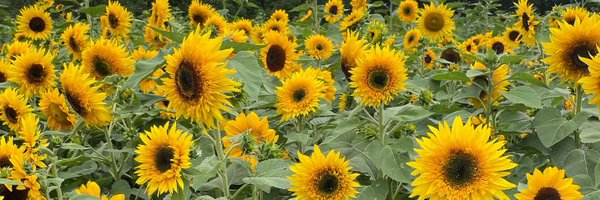 cgirolam Profile Banner