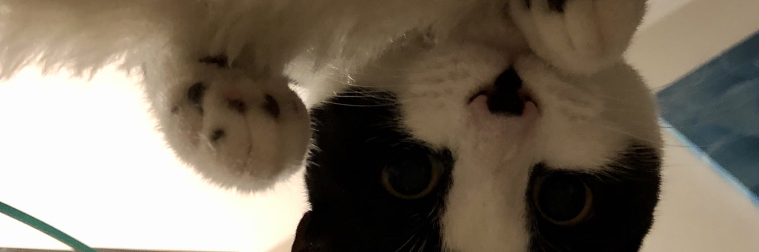 Shane /\_/\ banner