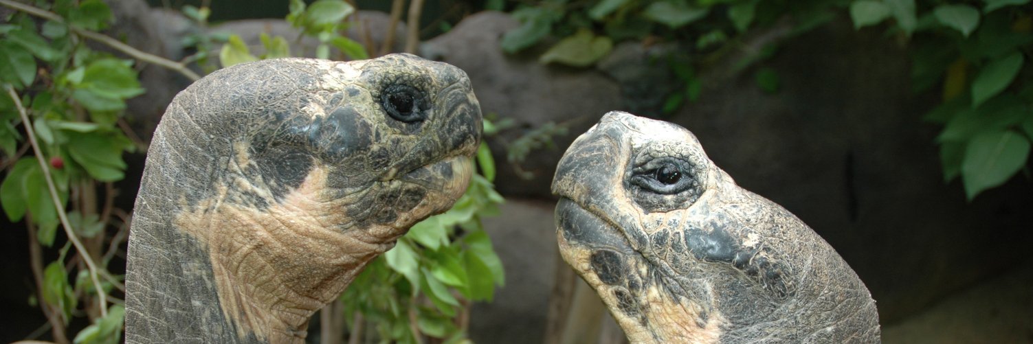 BritishCheloniaGroup banner