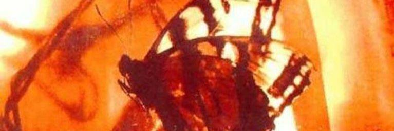 thepeiru's profile banner image