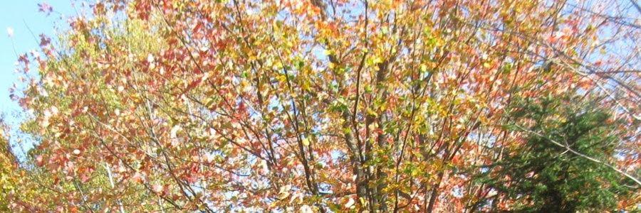 Sophie Cormier banner